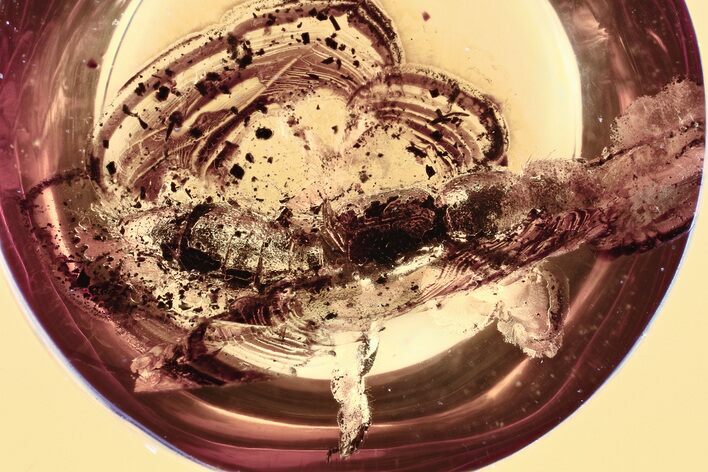 Detailed Fossil Rove Beetle (Tachyporinae) in Baltic Amber #321757